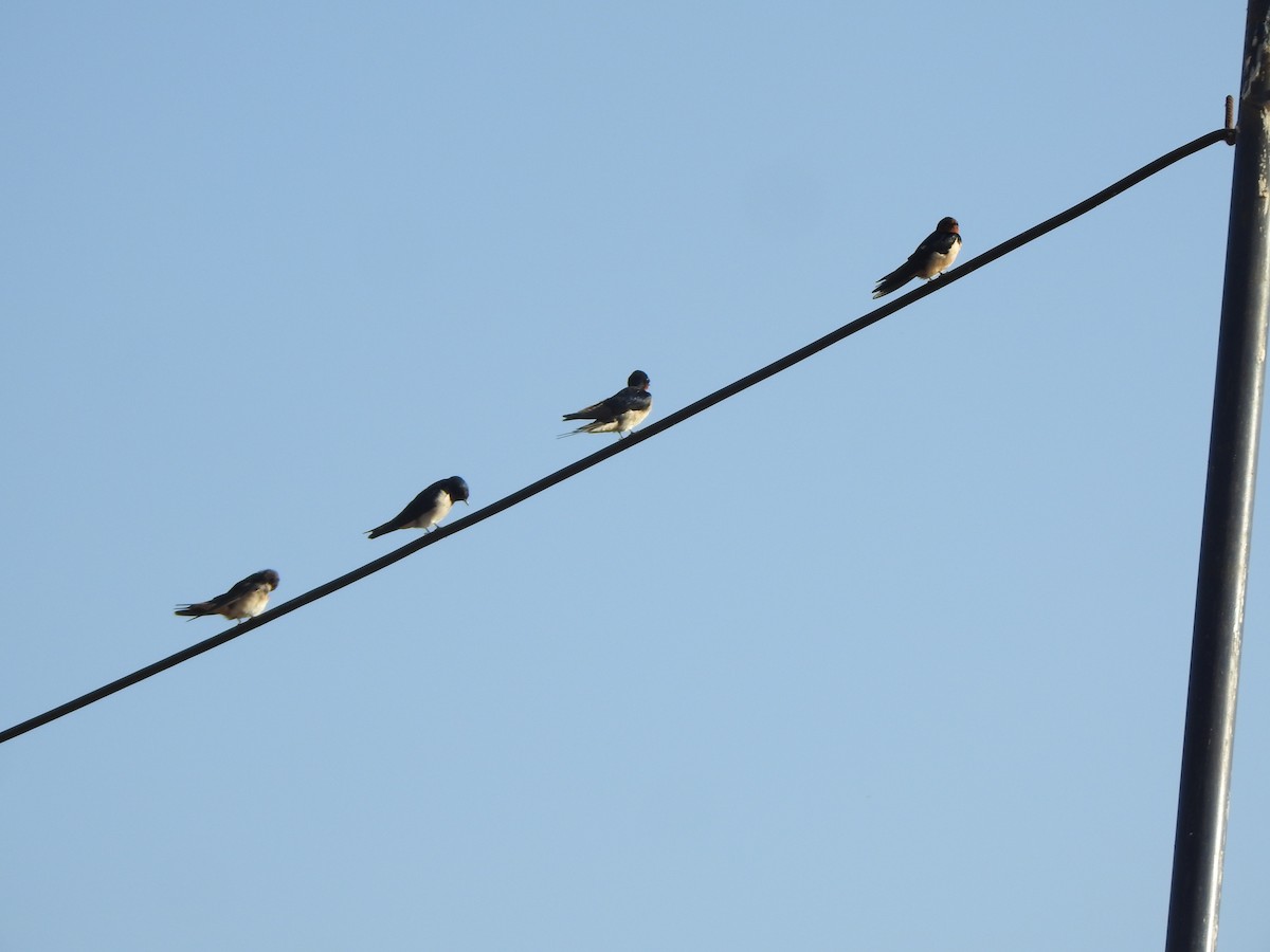 Barn Swallow - Arulvelan Thillainayagam