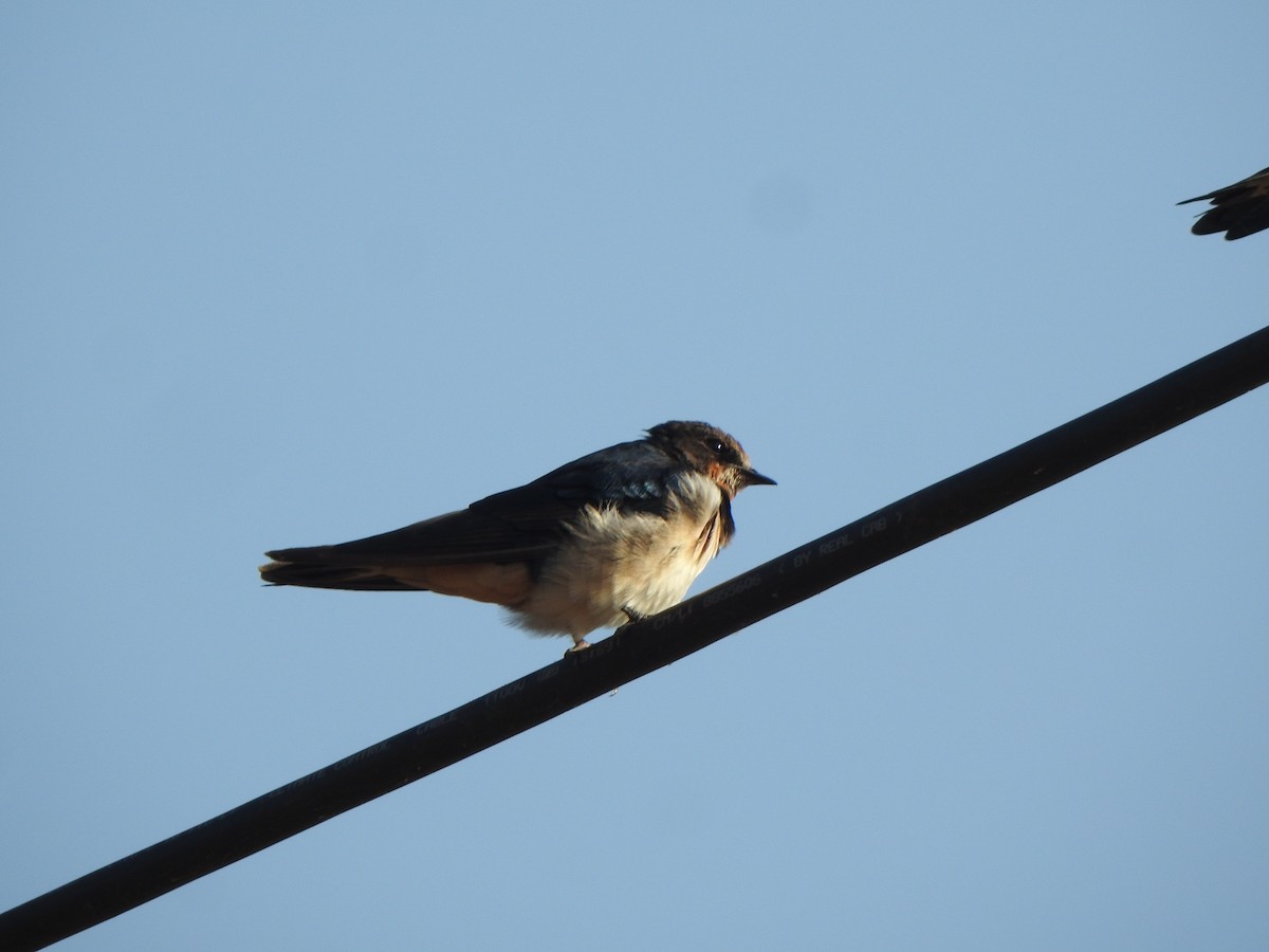 Barn Swallow - ML615700323