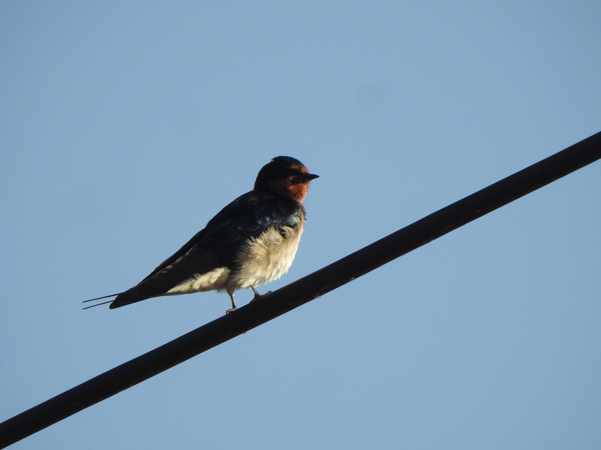 Barn Swallow - ML615700328