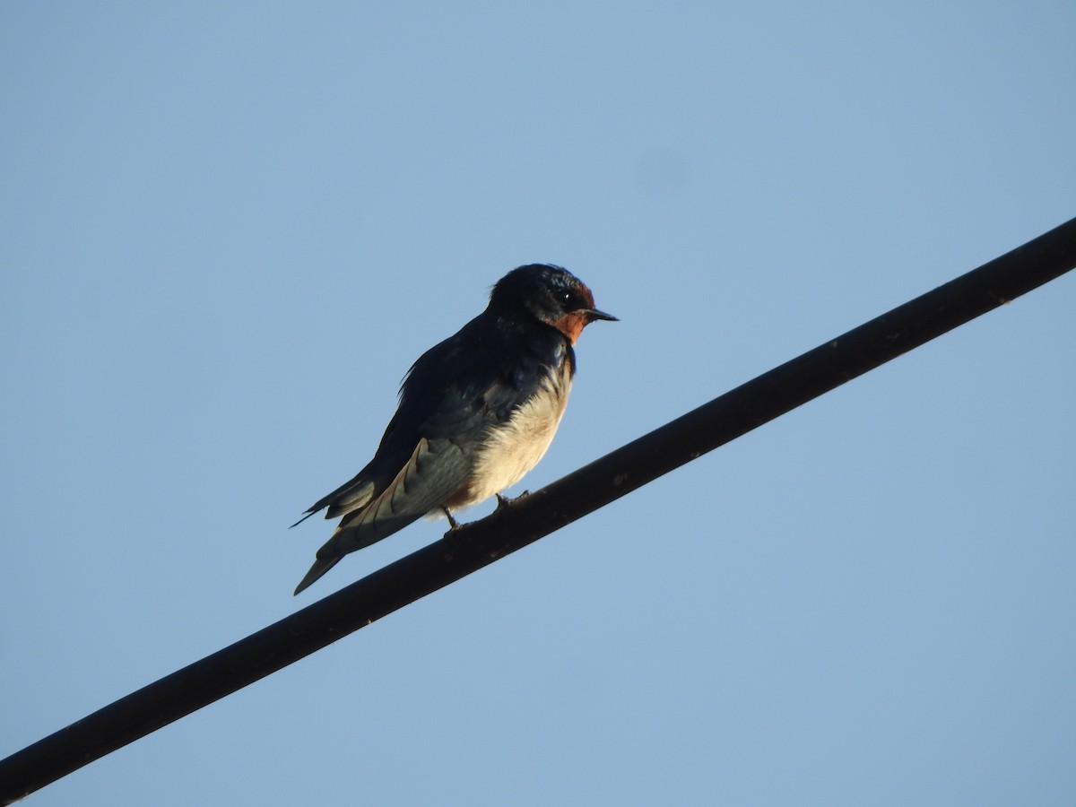 Barn Swallow - ML615700329