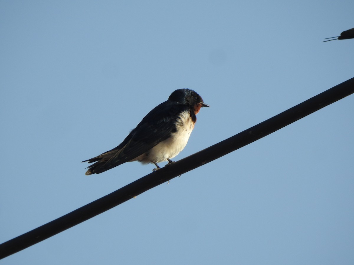 Barn Swallow - Arulvelan Thillainayagam