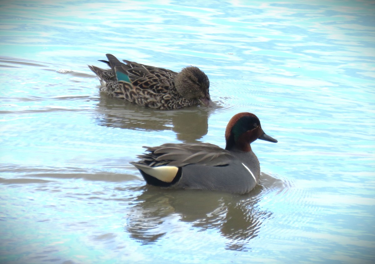 Green-winged Teal - ML615700333