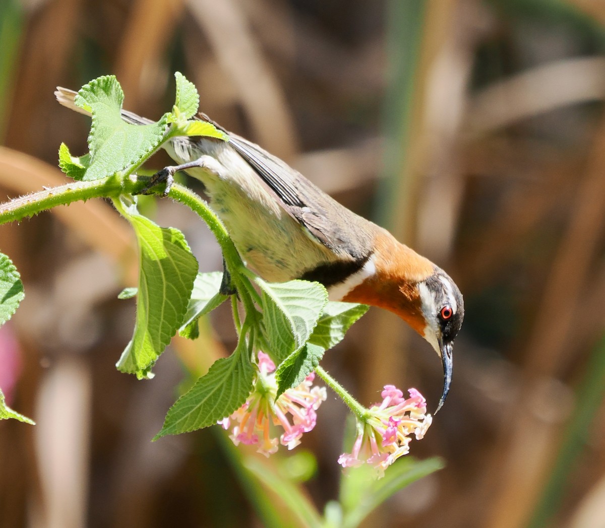 Western Spinebill - ML615700335