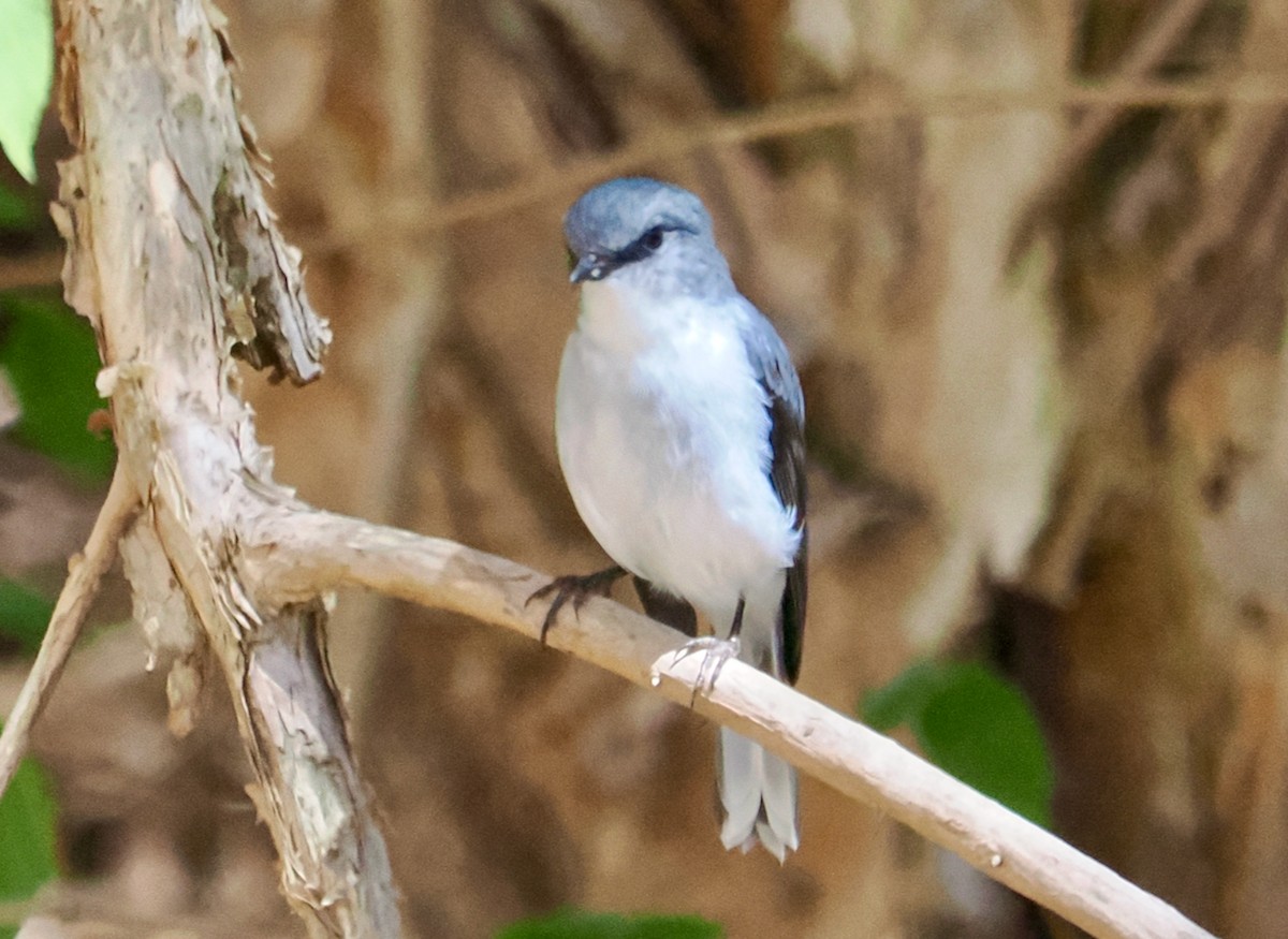 White-breasted Robin - ML615700346