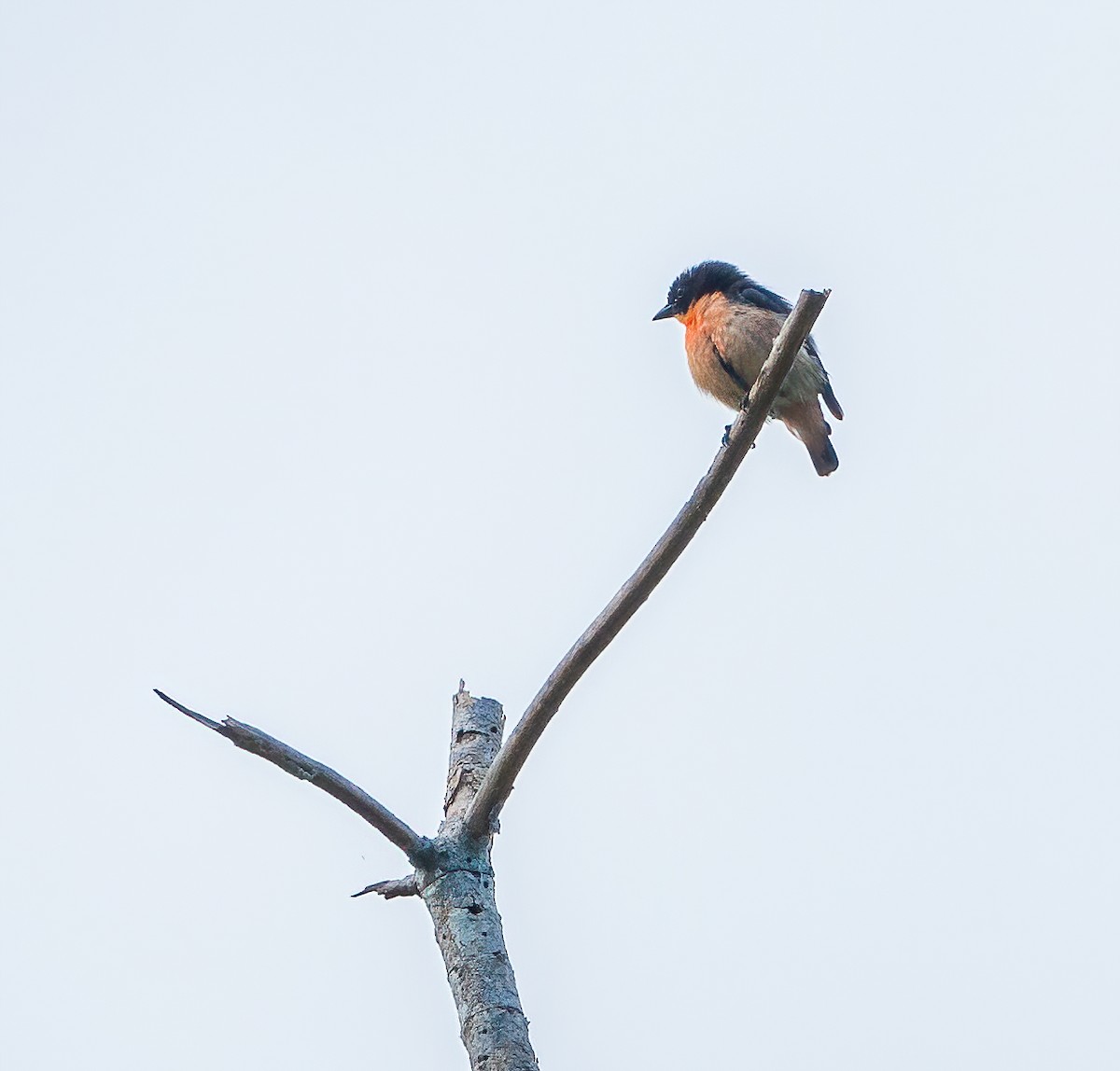 Pink-breasted Flowerpecker - ML615700382