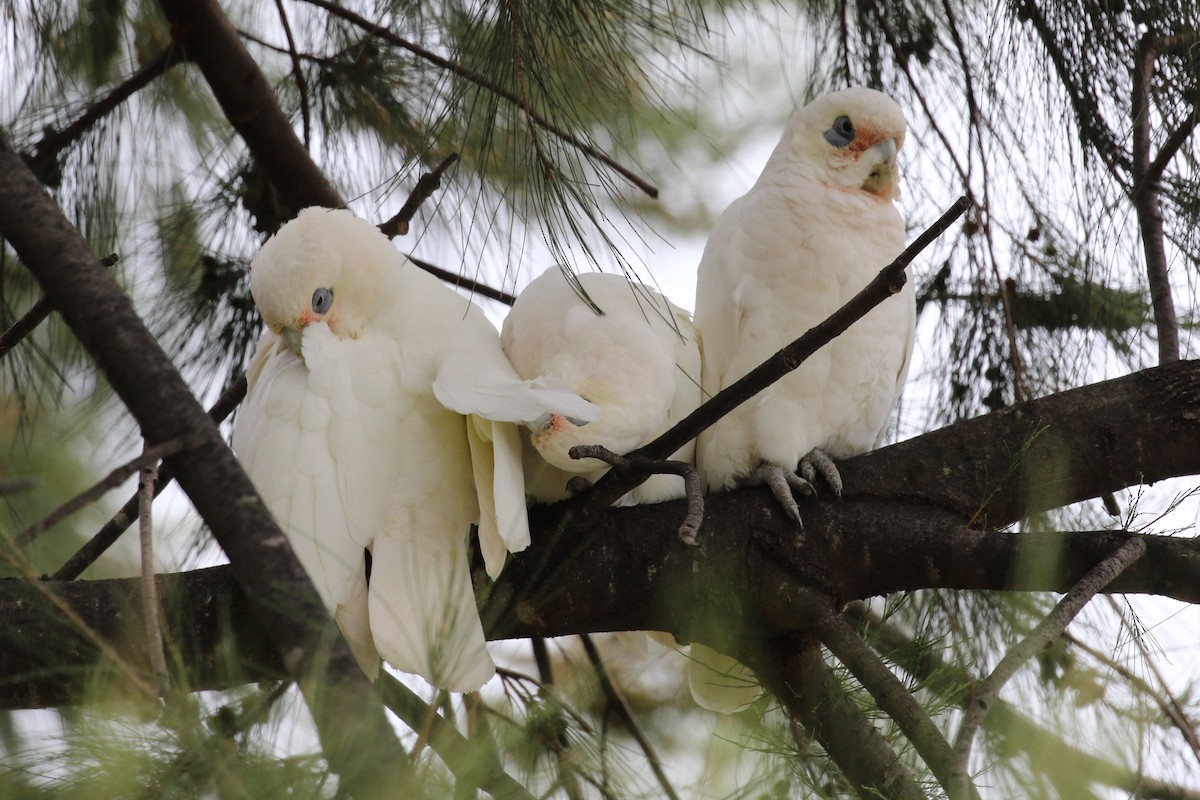 Cacatoès corella - ML615700449