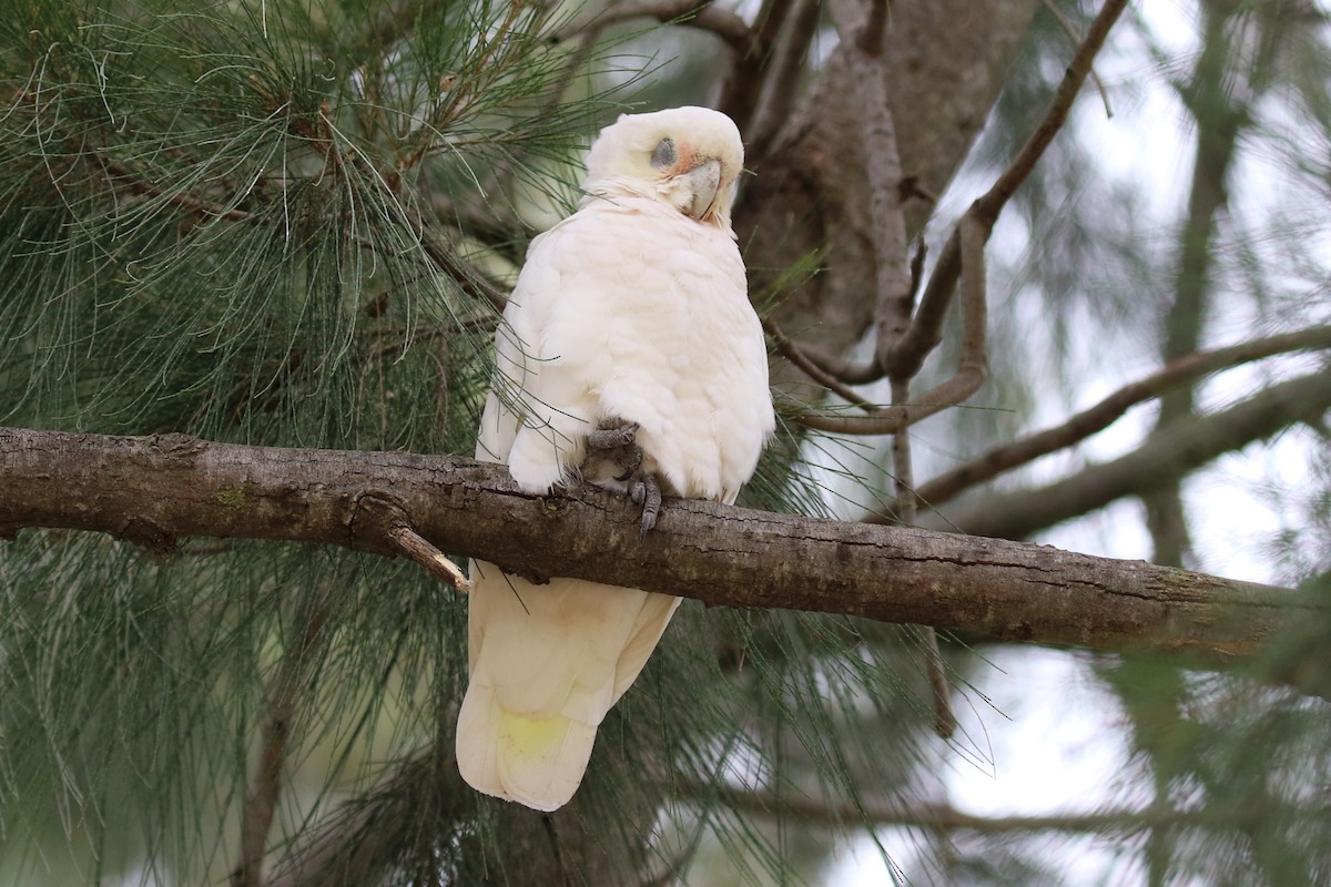 Little Corella - ML615700451