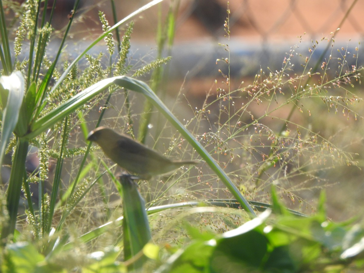 Scaly-breasted Munia - Arulvelan Thillainayagam