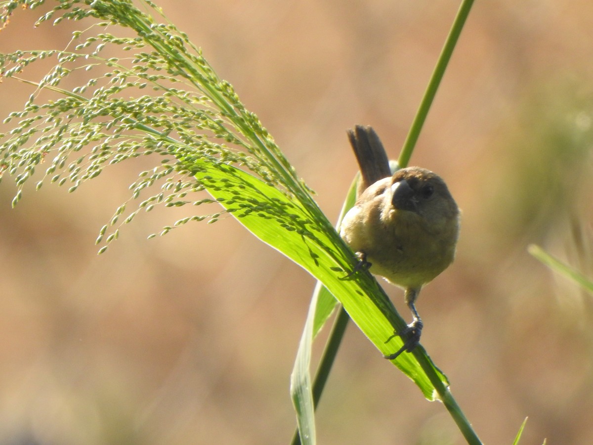 Scaly-breasted Munia - ML615700454