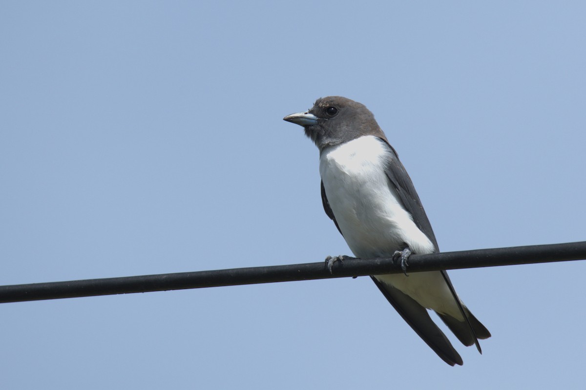 White-breasted Woodswallow - ML615700466