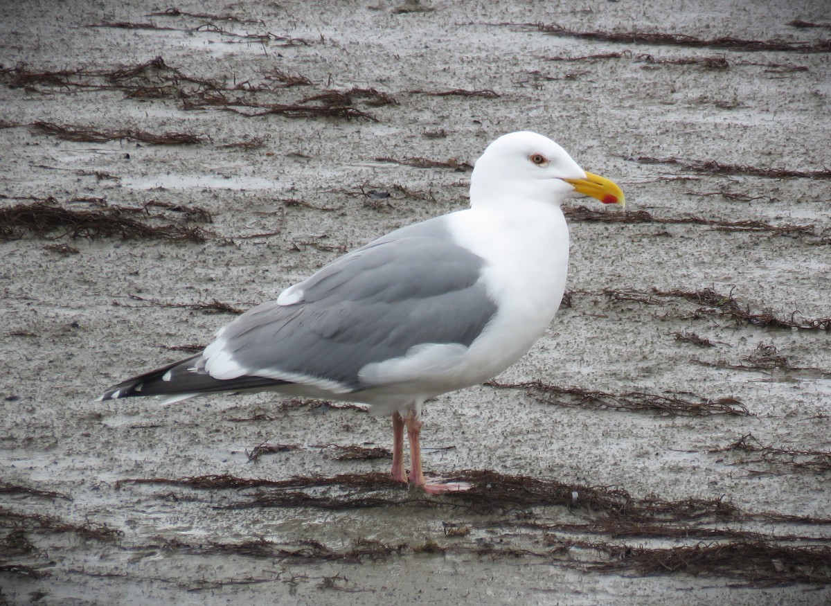 Western Gull - Michael Long