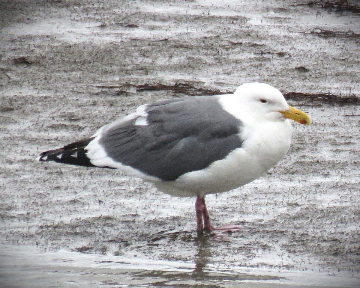 Western Gull - ML615700480