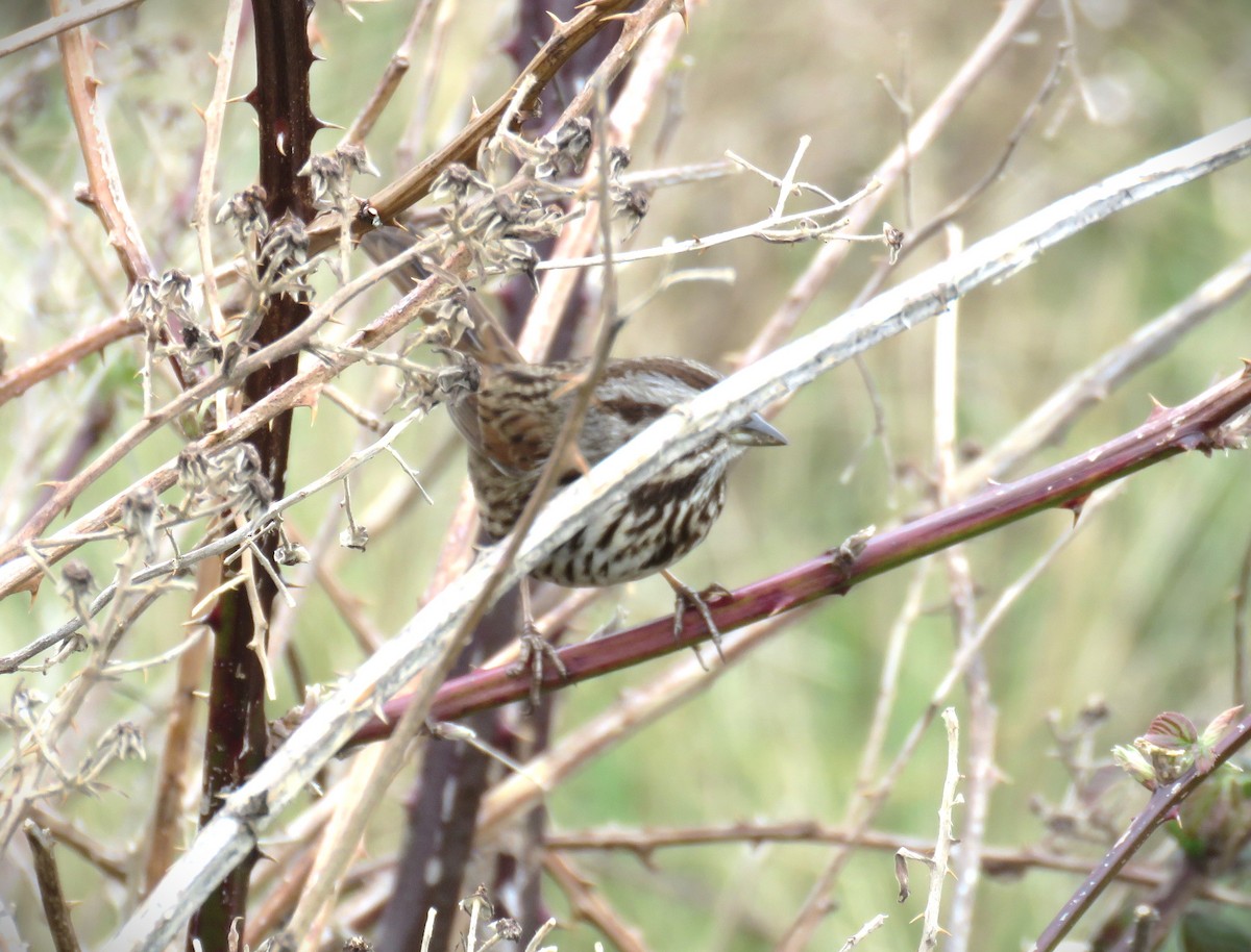 Song Sparrow - ML615700488