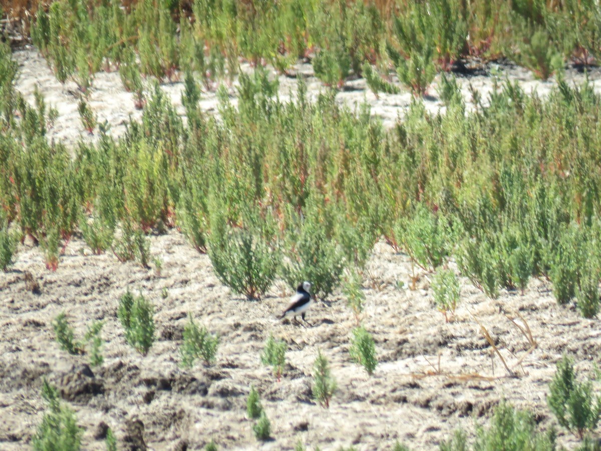 White-fronted Chat - ML615700492