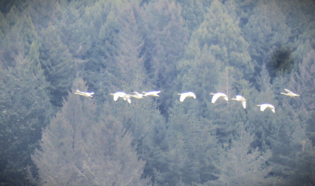 Tundra Swan - ML615700497