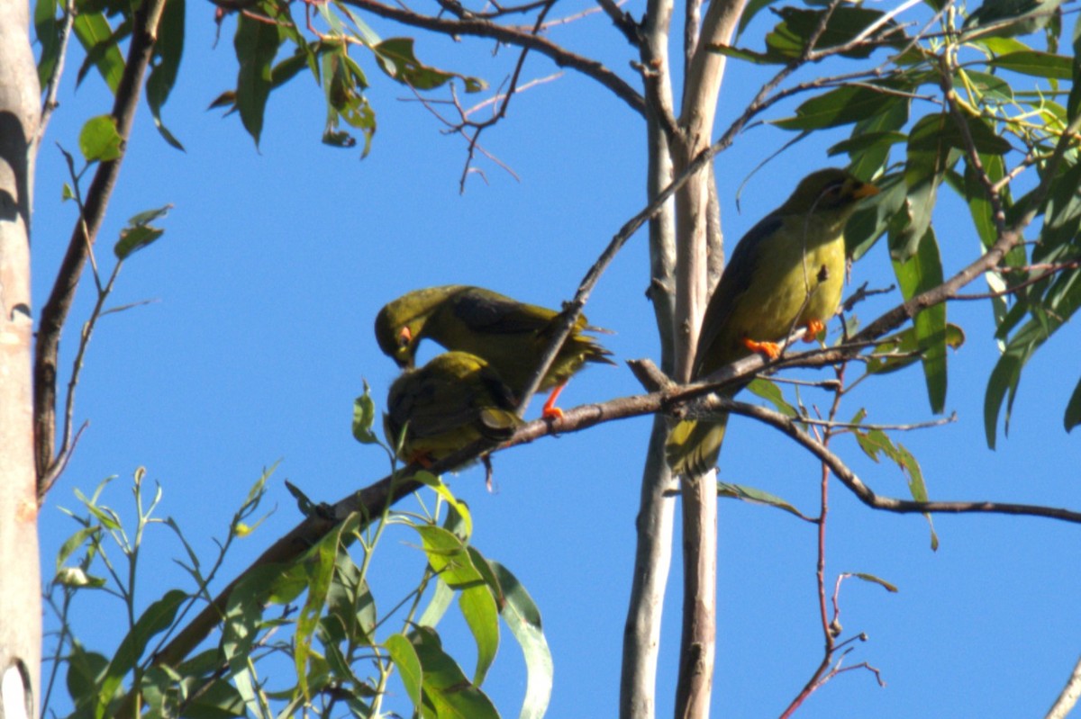 Bell Miner - ML615700499