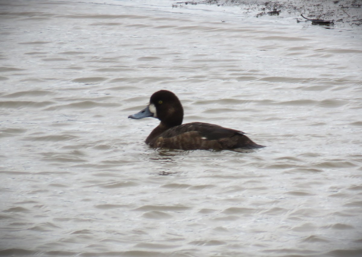 Greater Scaup - ML615700512