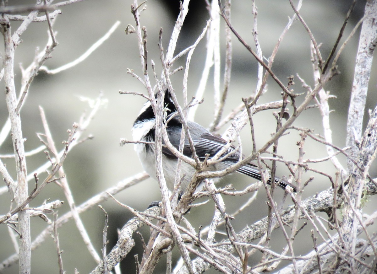 Black-capped Chickadee - ML615700517