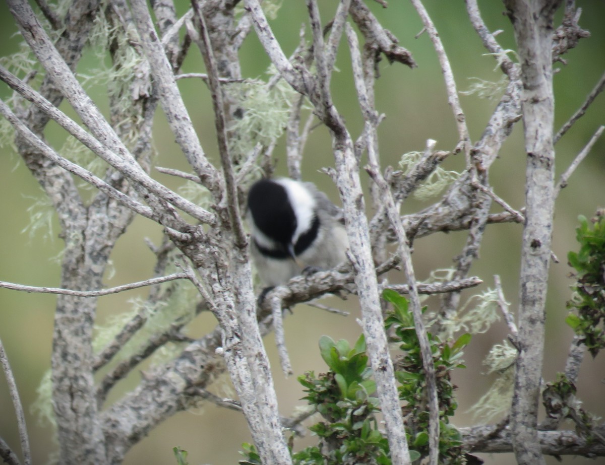 Black-capped Chickadee - ML615700519