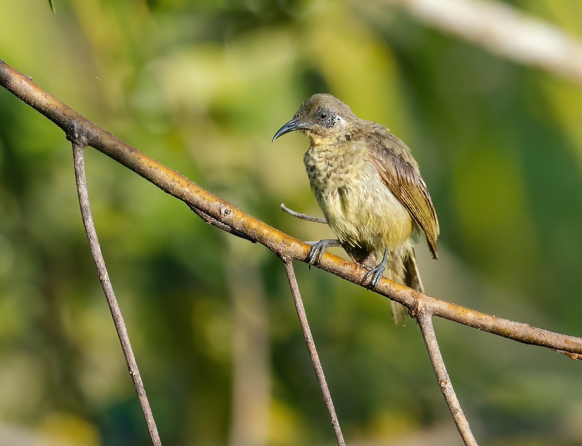 White-tufted Honeyeater - ML615700524