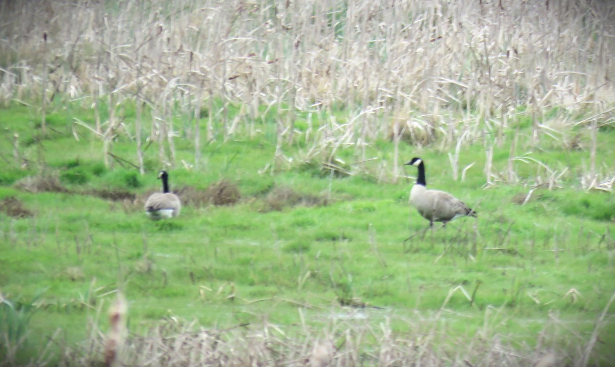 Canada Goose - ML615700525