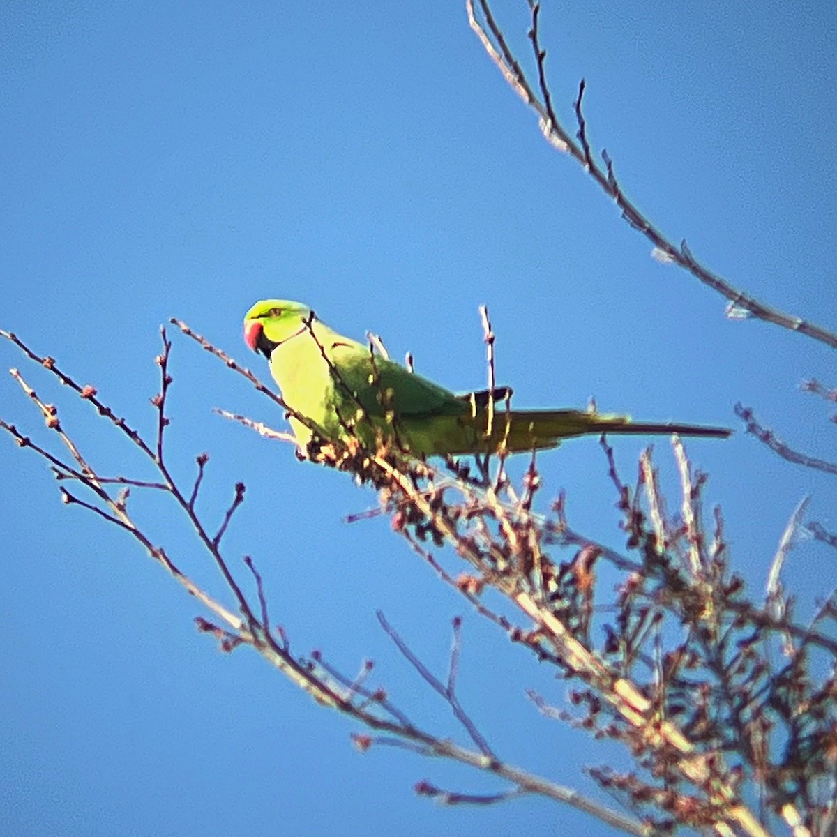 Rose-ringed Parakeet - ML615700532