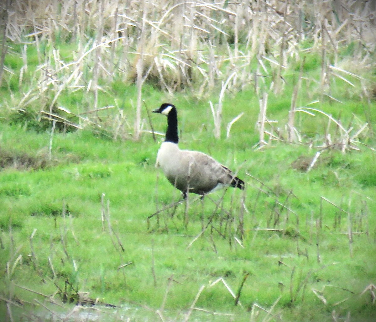 Canada Goose - ML615700533