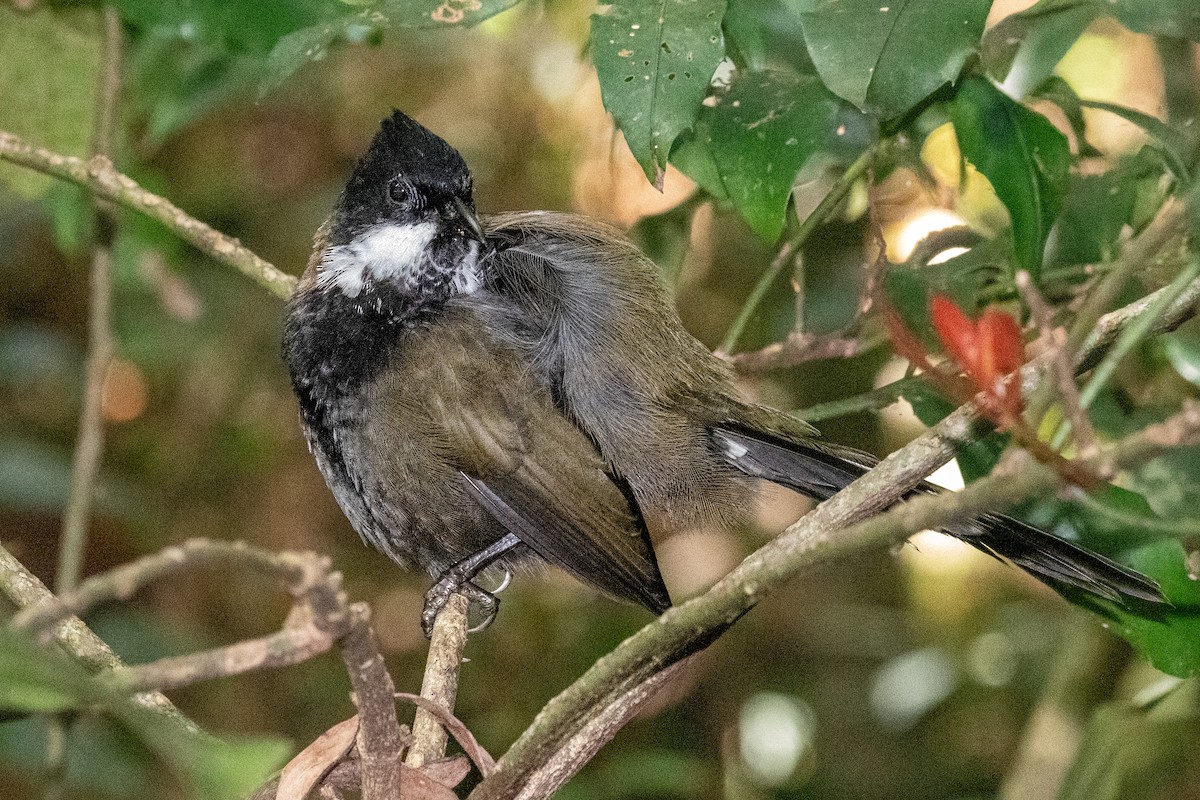 Eastern Whipbird - ML615700534