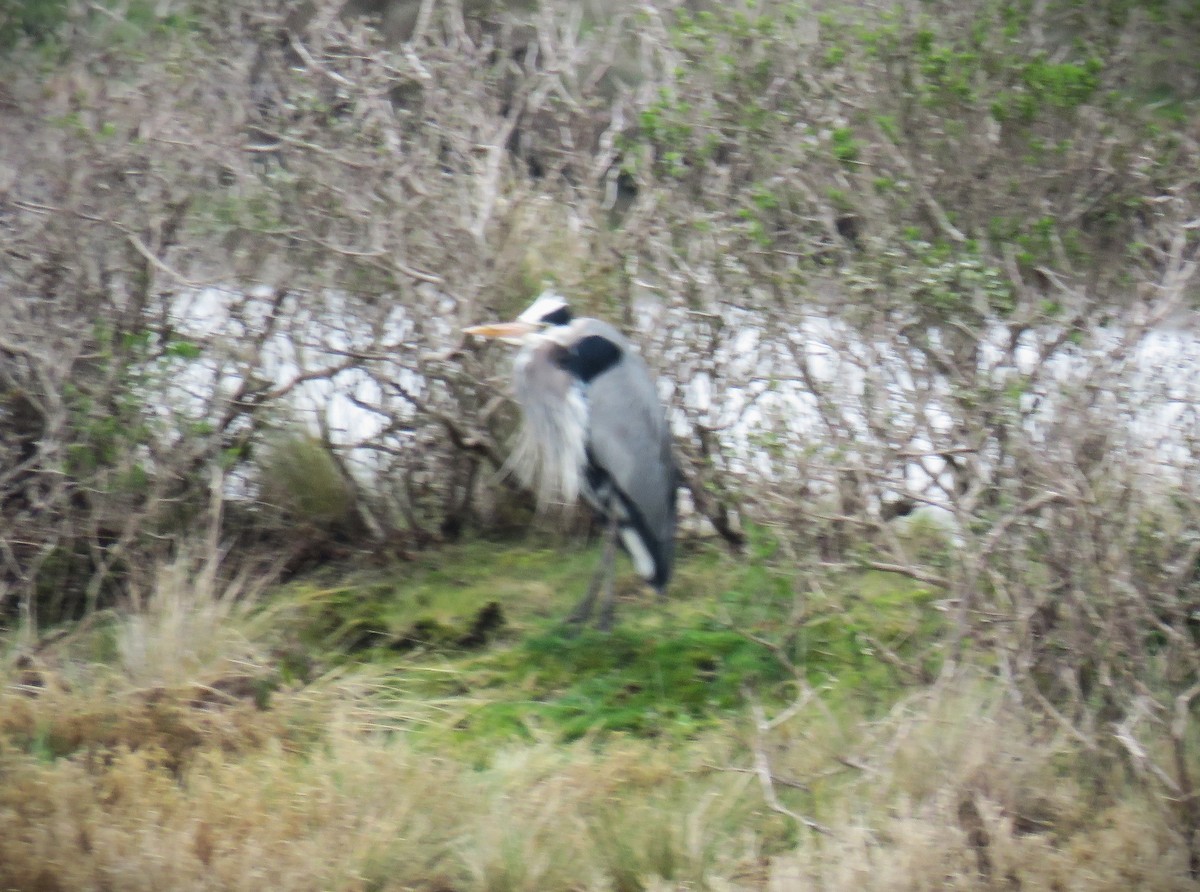 Great Blue Heron - ML615700536