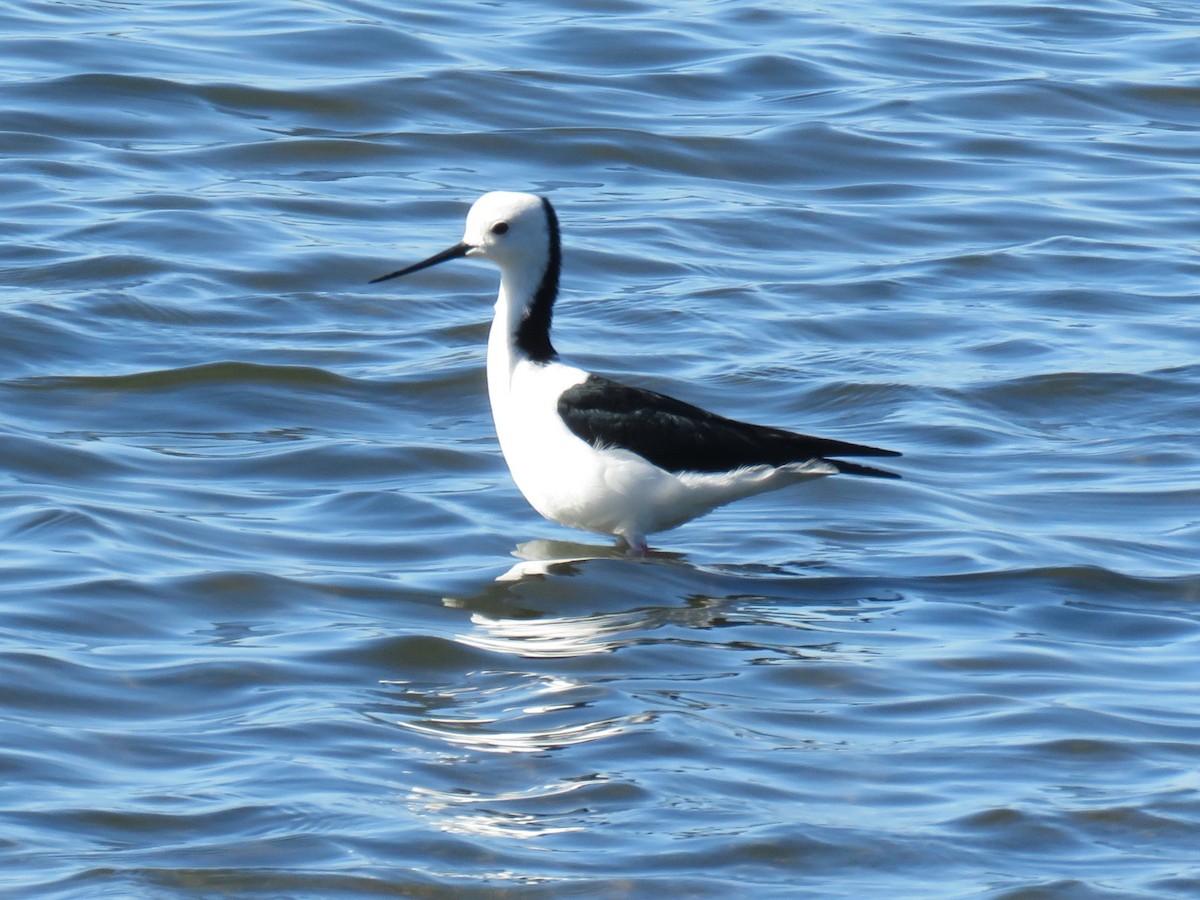 Pied Stilt - ML615700550