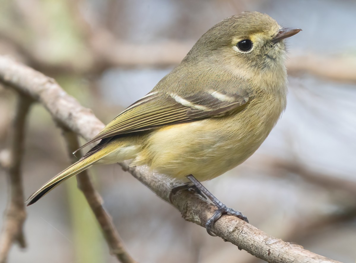 Vireo de Hutton - ML615700579