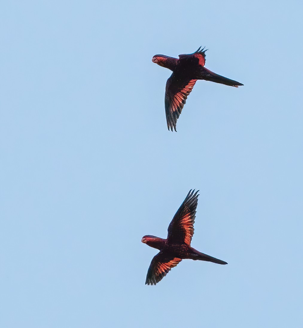 Blue-streaked Lory - ML615700599