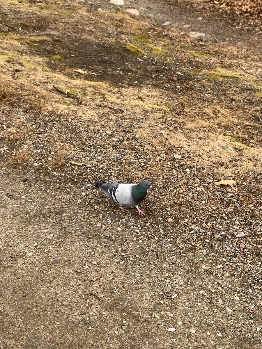 Rock Pigeon (Feral Pigeon) - ML615700618