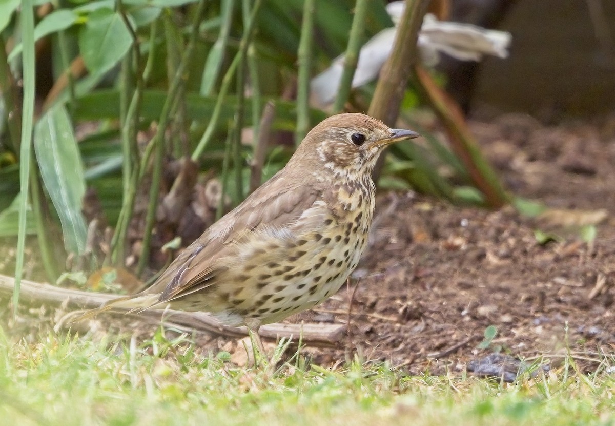 Song Thrush - Nimal Karunajeewa