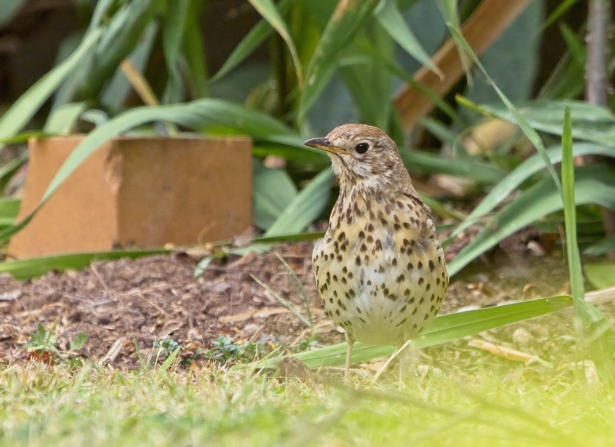 Song Thrush - ML615700679