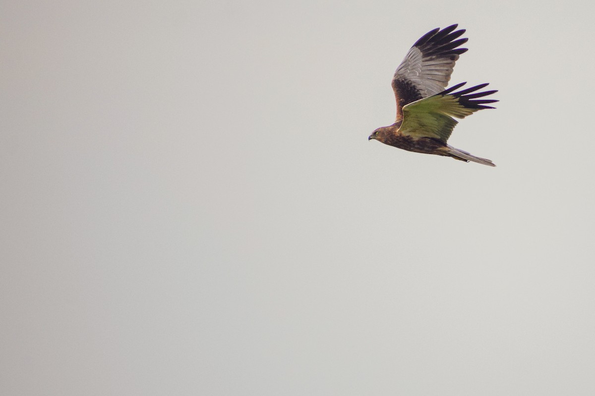 Western Marsh Harrier - ML615700694