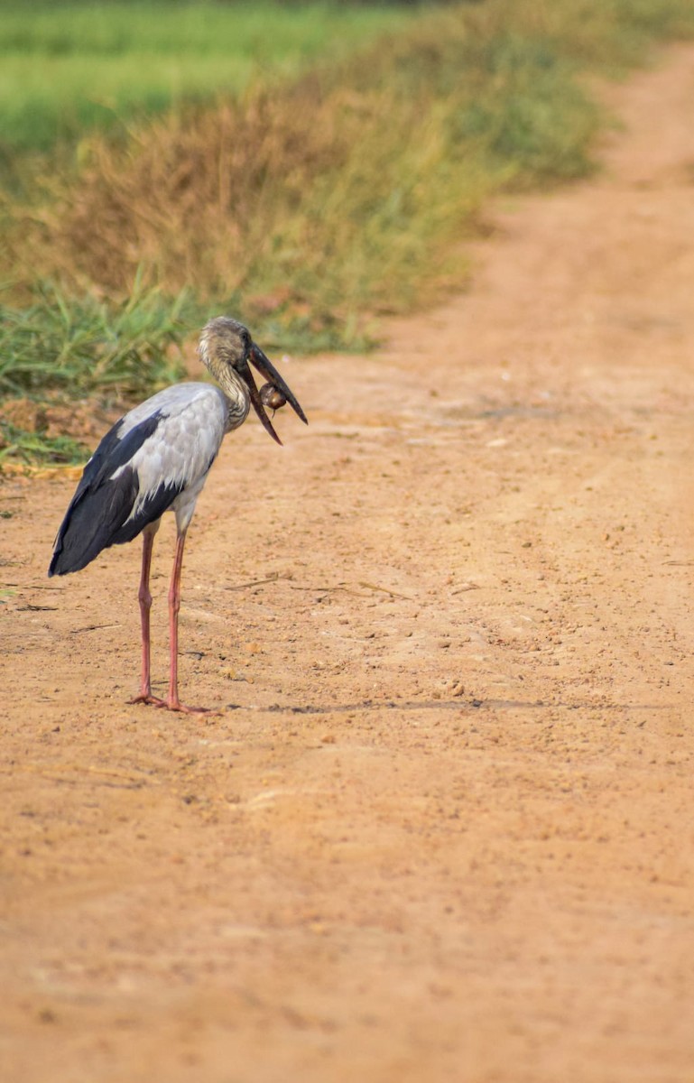 Asian Openbill - ML615700712