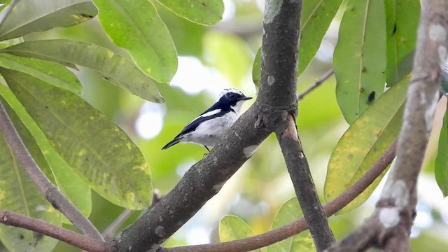 Little Pied Flycatcher - ML615700715