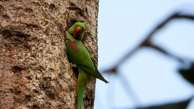 Alexandrine Parakeet - ML615700719