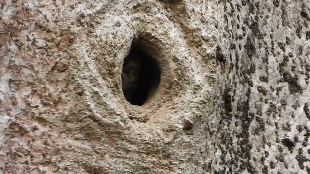 Spotted Owlet - ML615700722