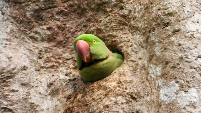 Alexandrine Parakeet - ML615700734