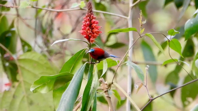 Crimson Sunbird - ML615700739