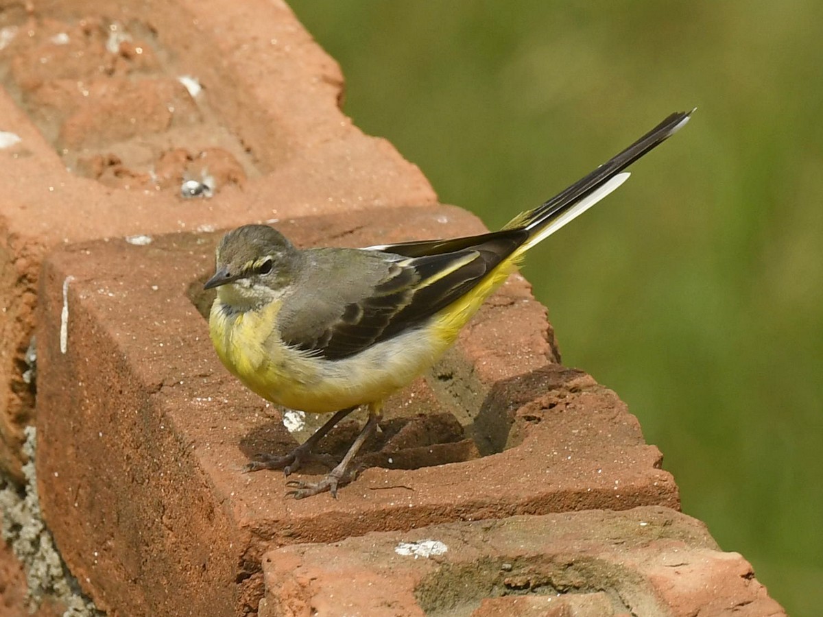 Gray Wagtail - Subhadra Devi