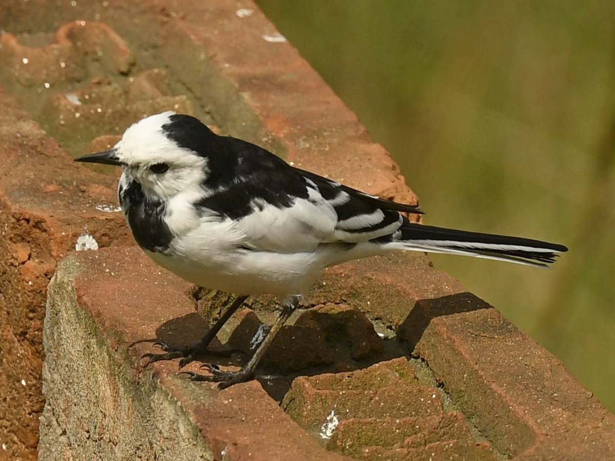 White Wagtail (White-faced/Transbaikalian) - Subhadra Devi