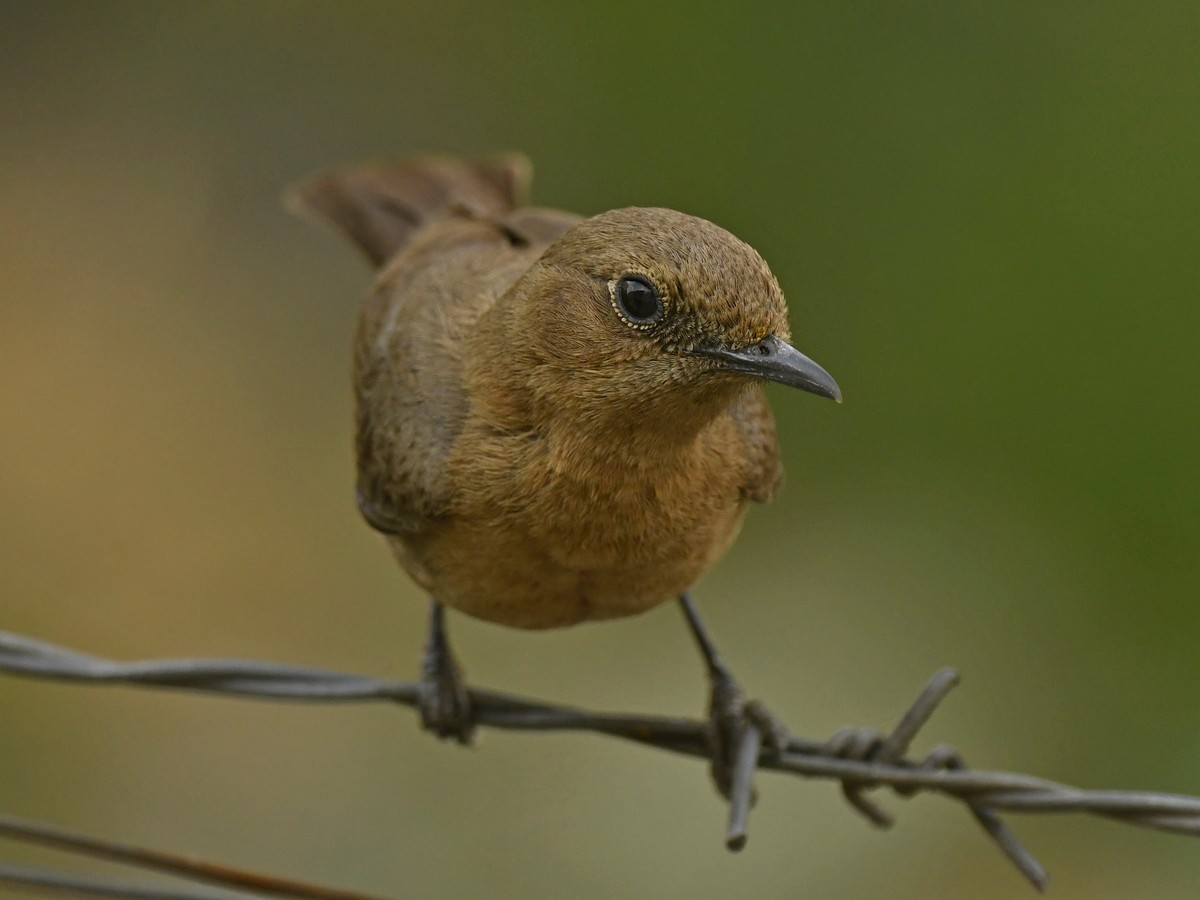 Brown Rock Chat - ML615700746