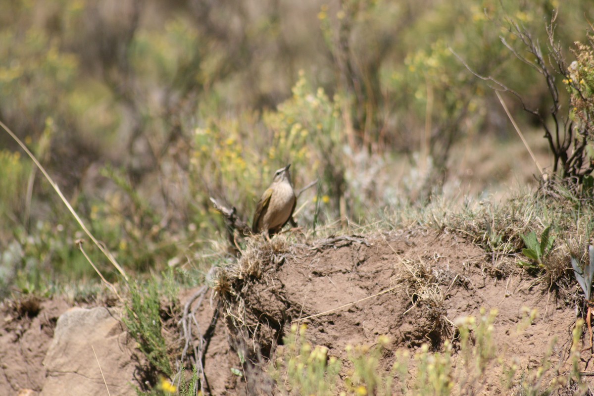 Yellow-tufted Pipit - Dawie de Swardt