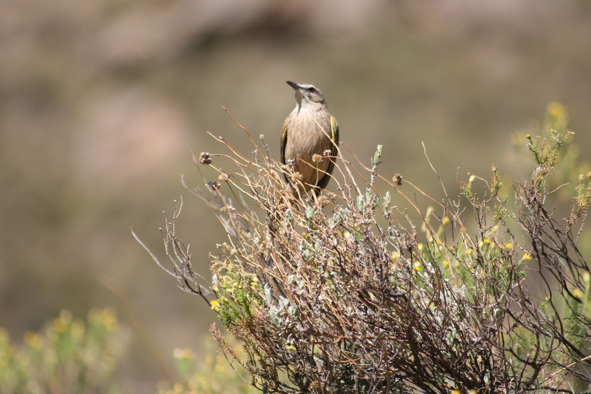 Yellow-tufted Pipit - Dawie de Swardt