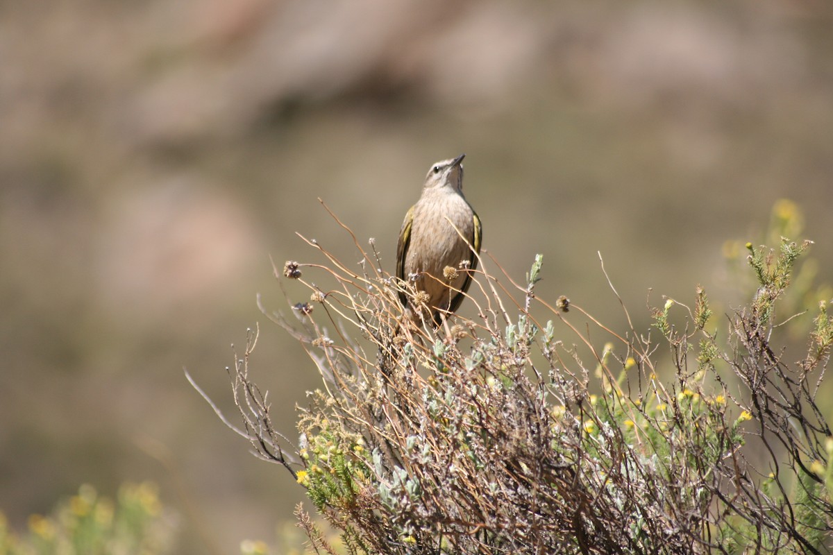 Yellow-tufted Pipit - Dawie de Swardt