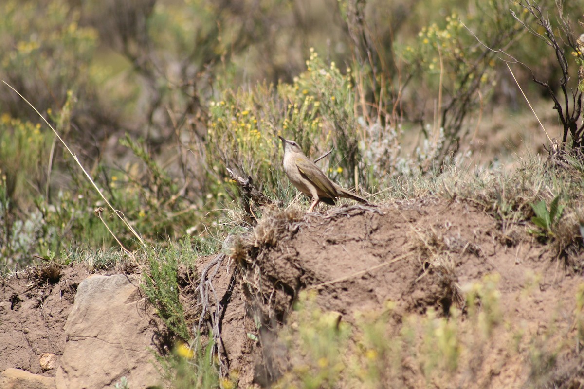 Yellow-tufted Pipit - Dawie de Swardt