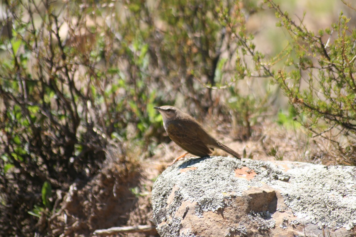 Yellow-tufted Pipit - Dawie de Swardt